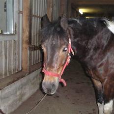 Anden særlig race Zahro -min gamle helpart