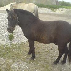 Anden særlig race Valle