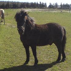 Anden særlig race Valle