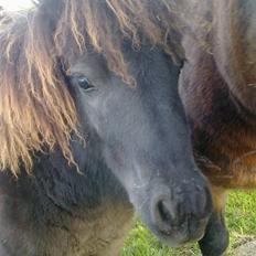 Shetlænder Sdr.Engesgaards babystar!
