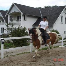 Pinto Quickstep Cody