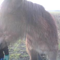 Belgier Musse *Aflivet*