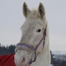 Knabstrupper Coco's J'aime La Vie MIN