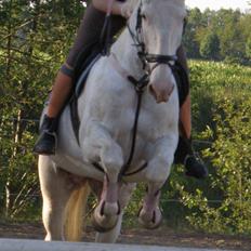 Knabstrupper Coco's J'aime La Vie MIN