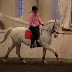 Knabstrupper Coco's J'aime La Vie MIN