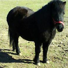 Shetlænder Mini