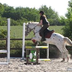 Anden særlig race Prins 