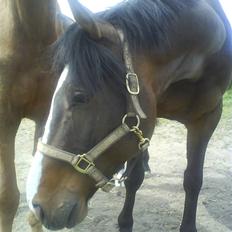 Dansk Varmblod Corvette