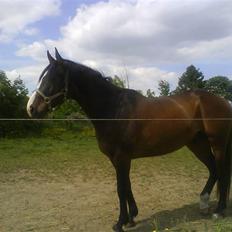 Dansk Varmblod Corvette