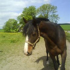 Dansk Varmblod Corvette