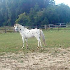 Anden særlig race Prins 