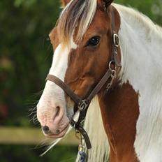 Irish Cob Lady Lasarfhiona