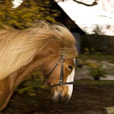 Irish Cob Flora  May´s Kenya