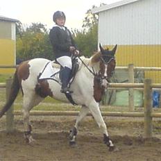 Anden særlig race Silver 