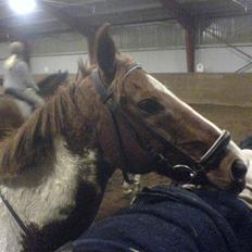 Anden særlig race Silver 