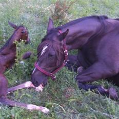 Dansk Varmblod Perfect Hour