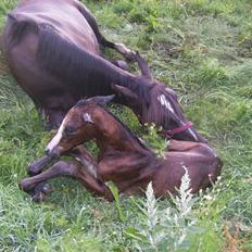 Dansk Varmblod Perfect Hour