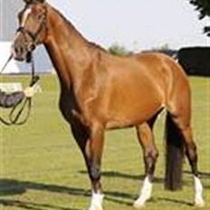 Dansk Varmblod Kiranette Kildemark *S*