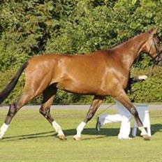 Dansk Varmblod Kiranette Kildemark *S*