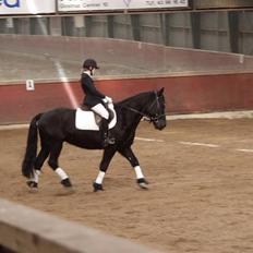 Anden særlig race Hautain de Stal Bly (Odin)