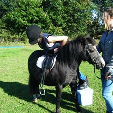 Anden særlig race Laban 