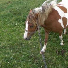 Shetlænder Cirkeline 