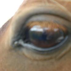 Shetlænder Cirkeline 