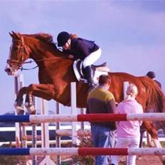 Tysk Varmblod Orado-C   RIP my boy ! <3