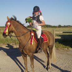 Palomino Linke *SOLGT*