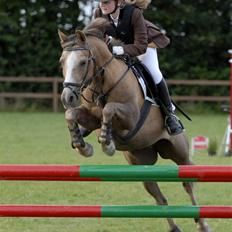 Palomino Linke *SOLGT*