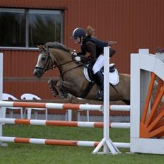 Palomino Linke *SOLGT*