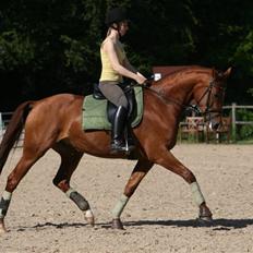 Dansk Varmblod RDH Karisma Knudsgaard  †RIP†