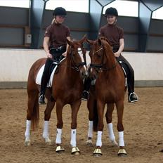 Dansk Varmblod RDH Karisma Knudsgaard  †RIP†