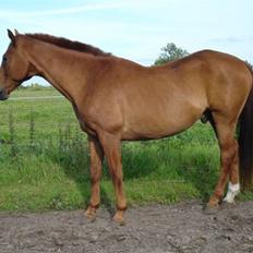 Anden særlig race Lukas