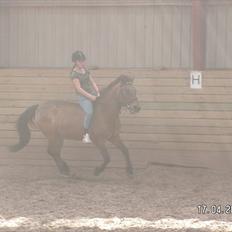 Anden særlig race Jarco   (SOLGT)