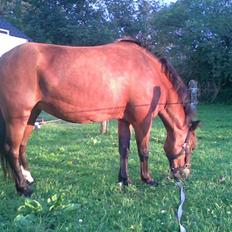 Hollandsk Sportspony storkereden's tinki<33:*