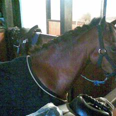 Hollandsk Sportspony storkereden's tinki<33:*