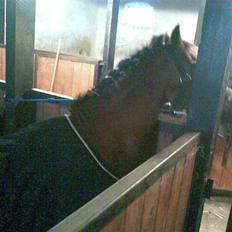 Hollandsk Sportspony storkereden's tinki<33:*