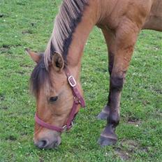 Anden særlig race  Kandis 