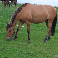 Anden særlig race  Kandis 