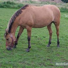 Anden særlig race  Kandis 