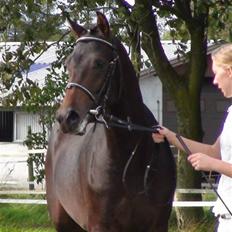 Welsh Partbred (Sec F) Heidewinde's Kenwood