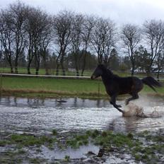 Welsh Partbred (Sec F) Heidewinde's Kenwood