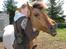 Anden særlig race Mi-Amour(Basse)<33 R. I. P - Huuuuh!! Ikk såå hårdt Louise! xD<3