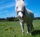 Welsh Pony (sec B) Korreborgs Kawango *MIT LIV*