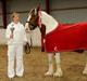 Irish Cob Lady Lasarfhiona