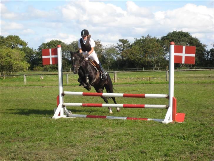 Anden særlig race Torpegårds Master  billede 8