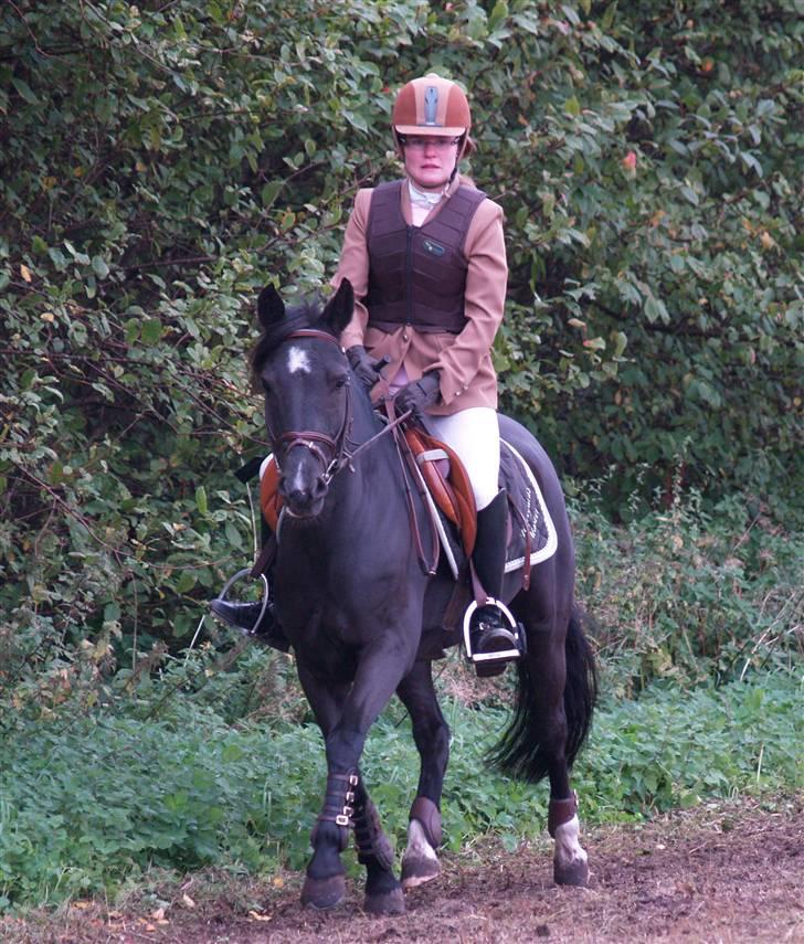 Anden særlig race Torpegårds Master  - på opvarmningen i sevel (: .. billede 9