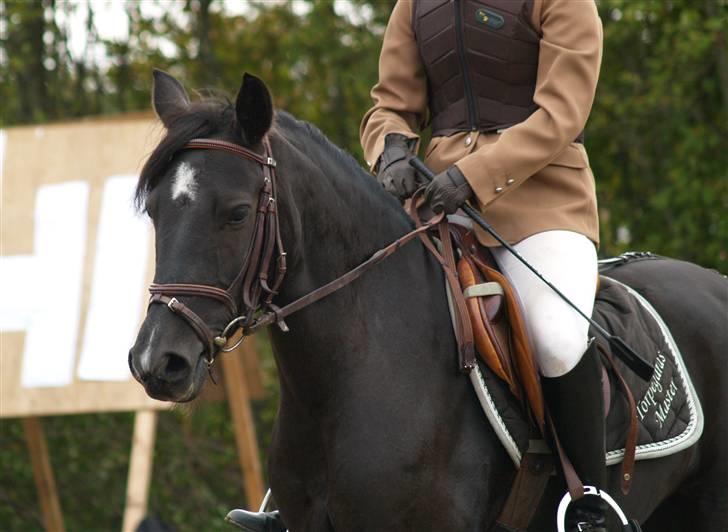 Anden særlig race Torpegårds Master  billede 10