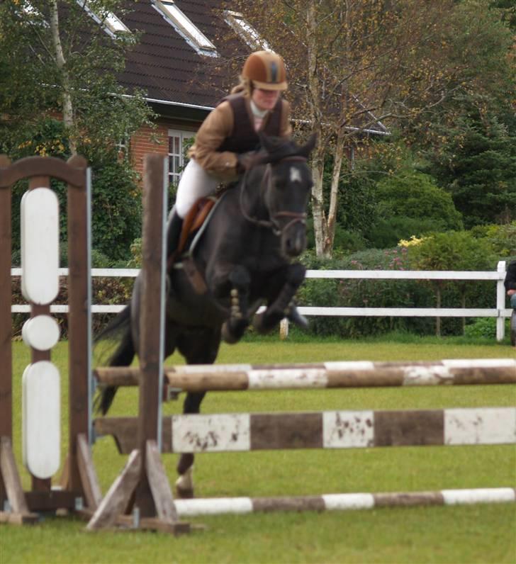 Anden særlig race Torpegårds Master  billede 11